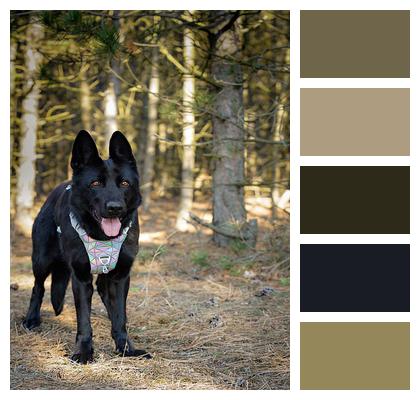 Forest German Shepherd Black Dog Image
